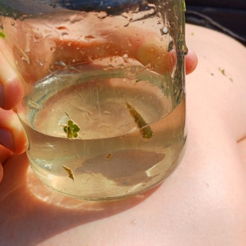 kleiner Fisch im Glas