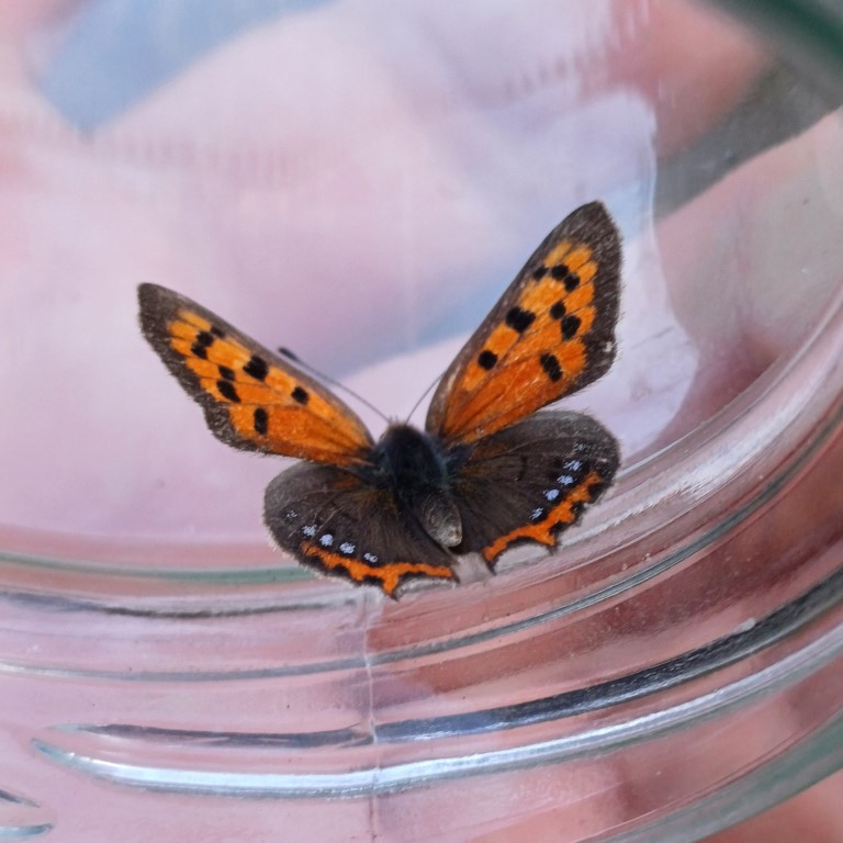 Kleiner Feuerfalter (Lycaena phlaeas) im Glas