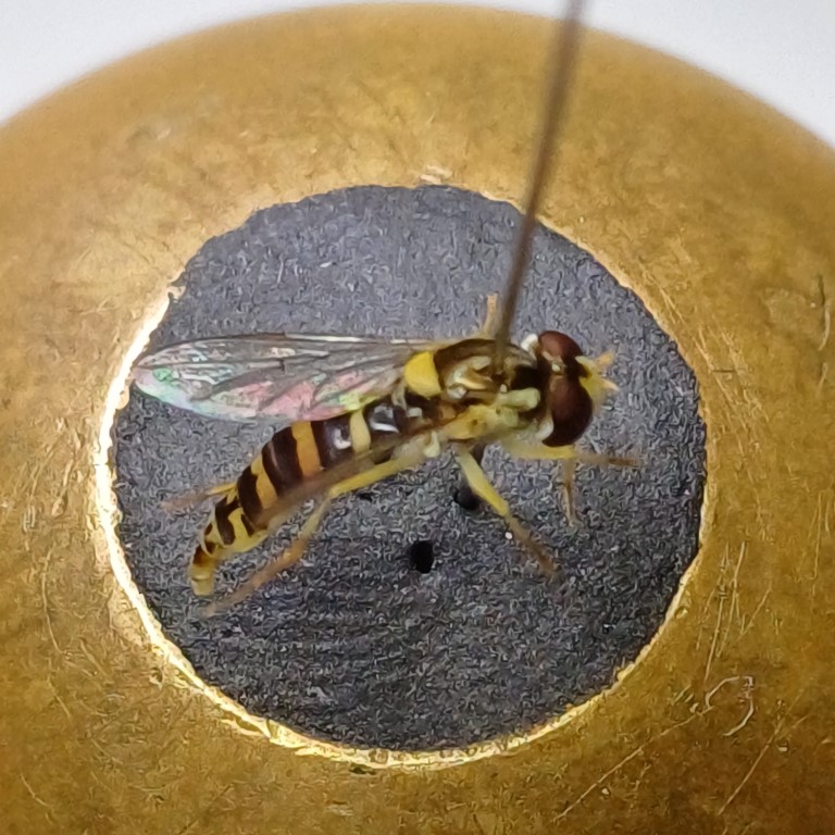Schwebfliege (Syrphidae indef.), genadelt