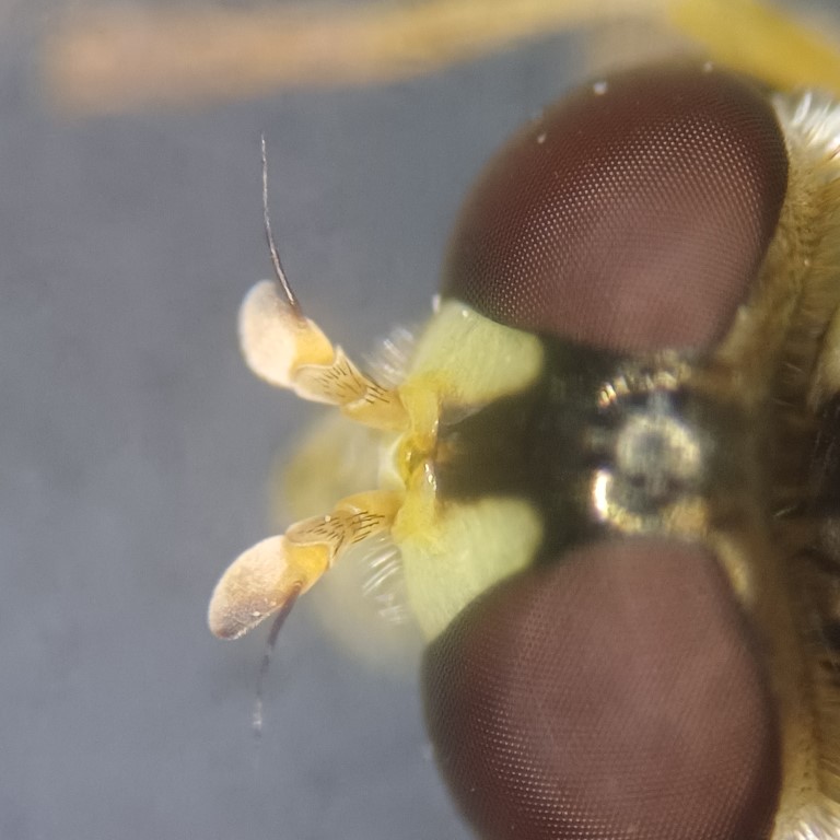 Nahaufnahme von Augen und Fühlern einer Schwebfliege (Syrphidae indef.)
