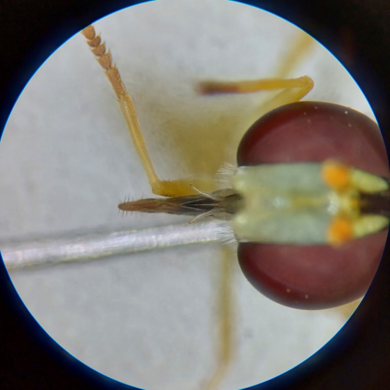 Kopf einer Schwebfliege (Syrphidae indef.) mit sichtbaren Augen und Mundwerkzeug