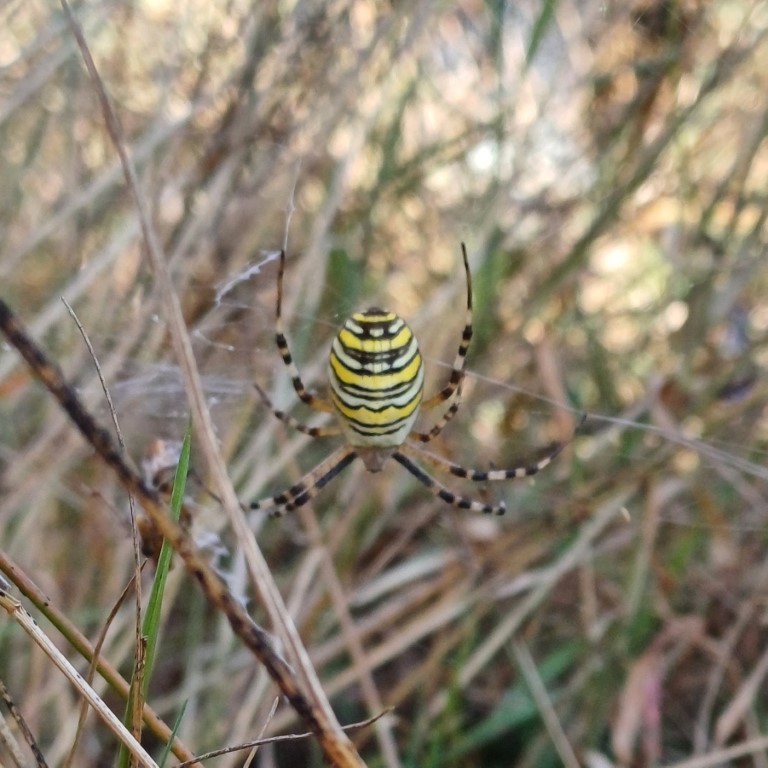 Wespenspinne (Argiope bruennichi), Dorsalansicht