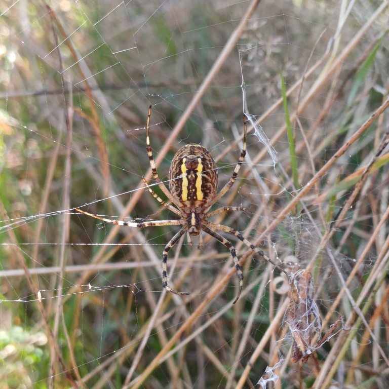 Wespenspinne (Argiope bruennichi), Ventralansicht