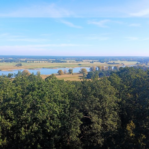 Ein Foto vom Aussichtsturm über den Baumwipfeln auf dem Höhbeck mit Blick auf die Elbe